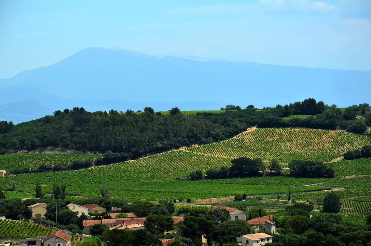 Green vineyard hills beneath the distant haze-covered ridge of Mont Ventoux