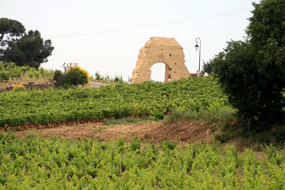 Young vines in spring with a ruined stone arch behind the vineyard