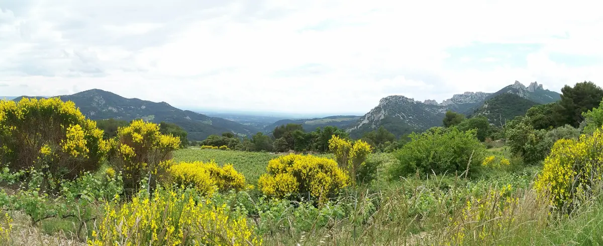 Jagged Dentelles de Montmirail ridge above yellow broom bushes under a bright sky