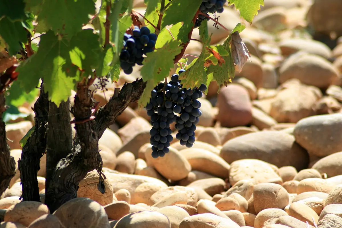 Dark grape cluster hanging over round pebbles on the vineyard floor