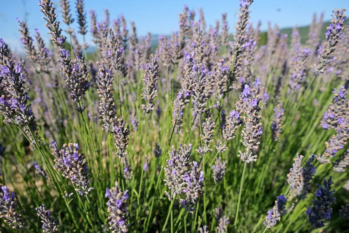 Rows of purple lavender in bloom curving across fields near Sault