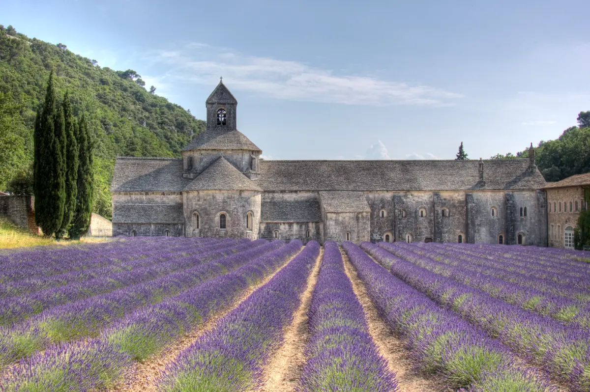 Stone abbey in a wooded valley behind purple lavender rows in summer