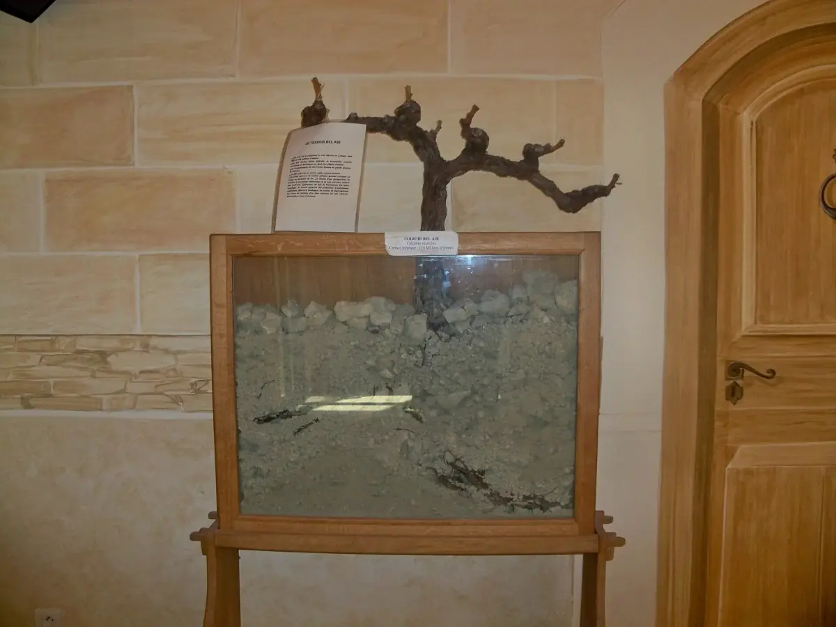 Gnarled vine stump mounted above a framed soil sample in a stone hall